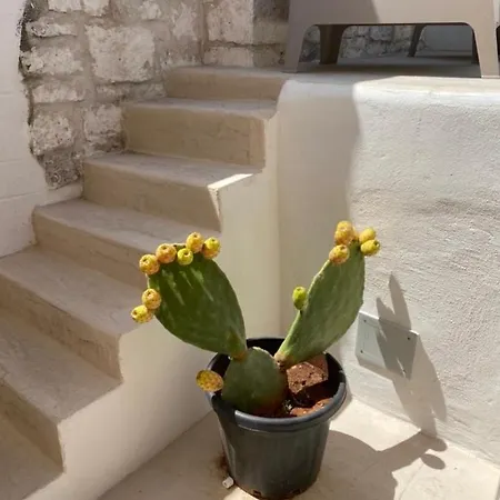 House The White Tulip